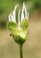  Flower (petals fallen) (Hypanthium and Calyx)